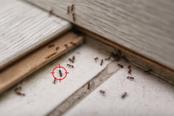 Best Wasp Removal Services  in Obetz, OH